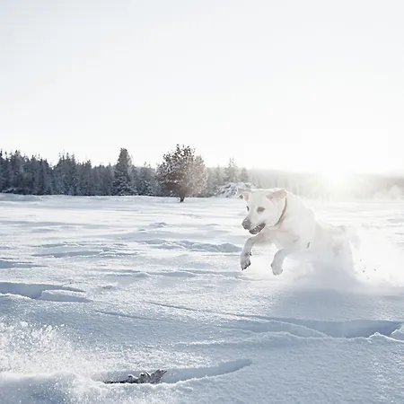 Rigele Royal Superior ホテル